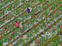 江西泰和：蔬菜采收忙