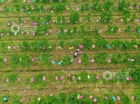江西泰和：果园施肥忙