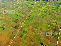 江西泰和：高标准农田犹如调色板