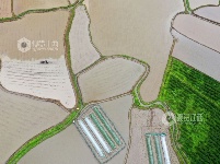 江西泰和：翻耕整地播种中稻