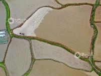 江西泰和：翻耕整地播种中稻