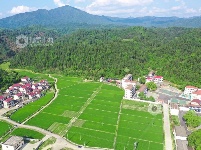 江西泰和：初夏稻田风景如画