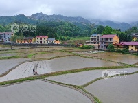 江西泰和：翻耕整地播种中稻