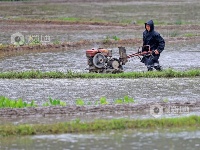 江西泰和：翻耕整地播种中稻