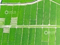 江西泰和：初夏稻田风景如画