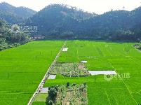 江西泰和：初夏稻田风景如画