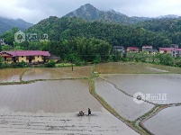 江西泰和：翻耕整地播种中稻