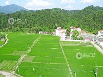 江西泰和：初夏稻田风景如画