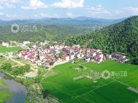 江西泰和：初夏稻田风景如画