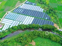 江西泰和：设施农业助力产业振兴