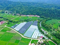 江西泰和：设施农业助力产业振兴