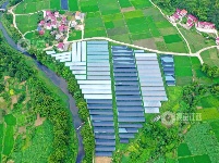 江西泰和：设施农业助力产业振兴