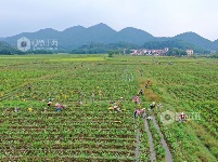 江西泰和：槟榔芋采收忙