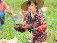 江西泰和：槟榔芋采收忙