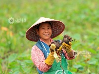 江西泰和：槟榔芋采收忙