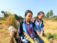 江西泰和：学生体验收割 分享丰收喜悦