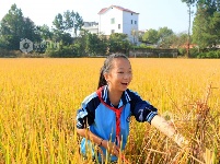 江西泰和：学生体验收割 分享丰收喜悦