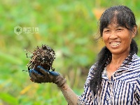 江西泰和：槟榔芋采收忙
