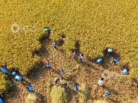 江西泰和：学生体验收割 分享丰收喜悦
