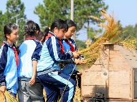 江西泰和：学生体验收割 分享丰收喜悦