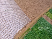 江西泰和：田间盖膜防寒保温