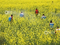 江西泰和：惊蛰将至 油菜施肥管护忙