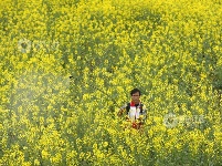 江西泰和：惊蛰将至 油菜施肥管护忙