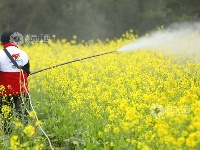 江西泰和：惊蛰将至 油菜施肥管护忙