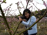 上模乡：桃花朵朵开 游客踏春来