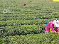 江西泰和：采摘春茶