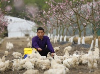 江西泰和：林下养乌鸡 生态助增收