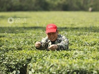 江西泰和：采摘春茶