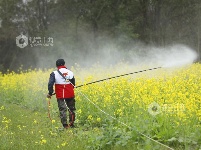 江西泰和：惊蛰将至 油菜施肥管护忙
