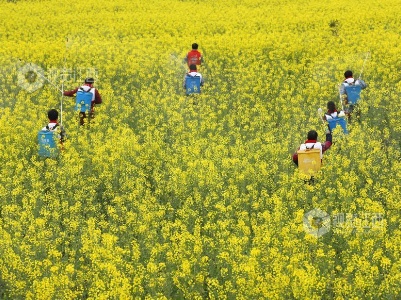 江西泰和：惊蛰将至 油菜施肥管护忙