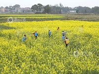 江西泰和：惊蛰将至 油菜施肥管护忙
