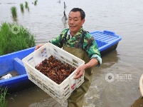 江西泰和：春捕开始 小龙虾抢鲜上市