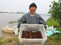 江西泰和：春捕开始 小龙虾抢鲜上市