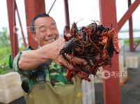 江西泰和：春捕开始 小龙虾抢鲜上市