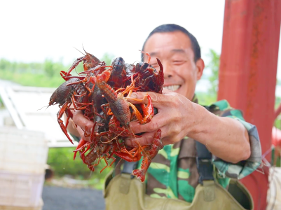 喜获丰收！泰和2.5万余亩小龙虾抢“鲜”上市