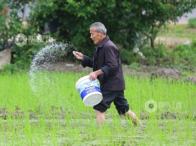江西泰和：田管正当时 田间撒肥忙