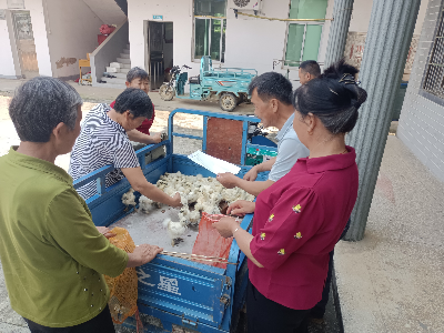 沿溪镇：发放鸡苗促增收 乡村振兴添活力