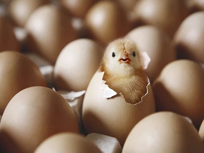 先有鸡还是先有蛋，有答案了？