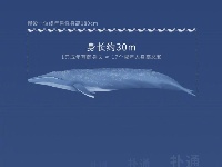 漫画蓝鲸的一生：鲸落是什么？
