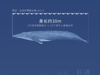 漫画蓝鲸的一生：鲸落是什么？