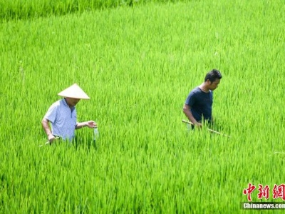 2020年全国早稻总产量2729万吨 播种面积增加实现增产