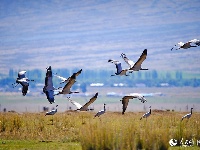 新疆巴里坤：鹤舞草原