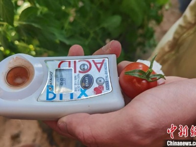 订单农业助力“乡村振兴” 内蒙古小番茄引来“大市场”