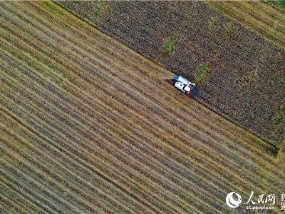 四川天府新区3300余亩小麦熟啦！机械化收割成风景
