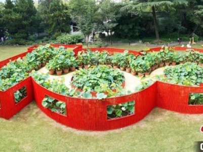 上海古典园林红荷映日 满园荷香讲述“红色故事”