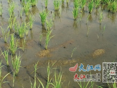 急求防治！瑞昌范镇2000亩水稻遭“螺灾”